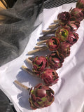 Red Aeoniums Cuttings - 6" Tall "Jack Catlin" Unrooted - 12 Beautiful Plants - Succulent Variety