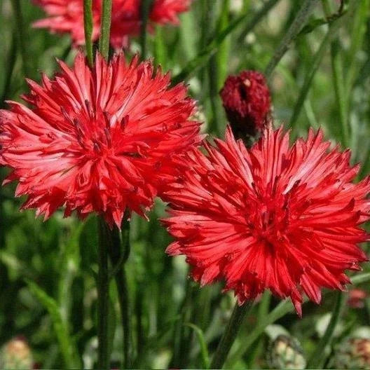 Bachelor Button Seeds - Tall Red Variety - 200+ Centaurea cyanus Flower Seeds for Garden, Wildflower, Cut Flowers