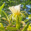 Dragon Fruit Rooted Cuttings - 4" Mystery Varieties - Hylocereus spp.