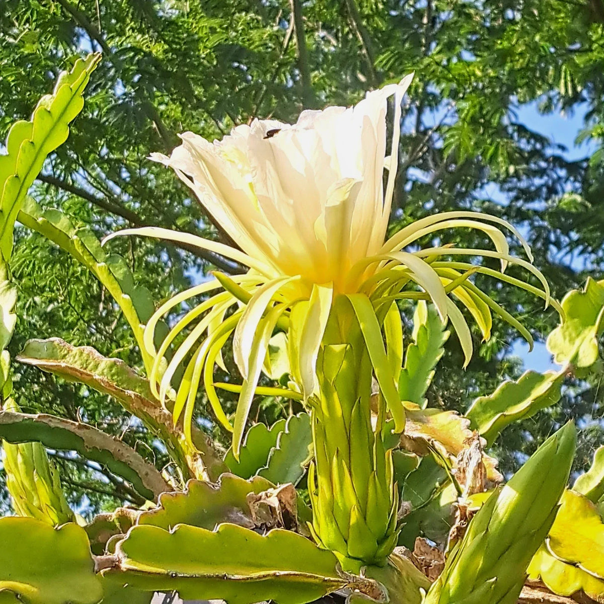 Dragon Fruit Rooted Cuttings - 4" Mystery Varieties - Hylocereus spp.