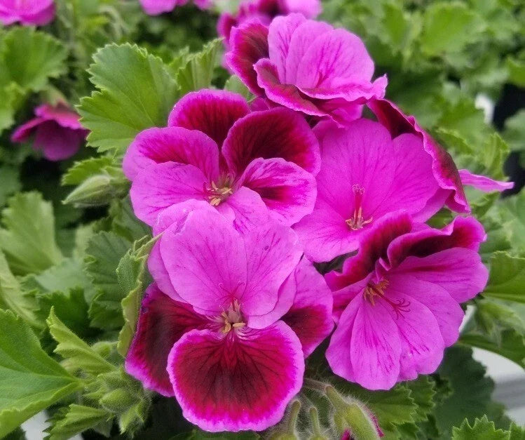 Martha Washington Geranium Cuttings 6 Fresh Pelargonium Plant Cuttings