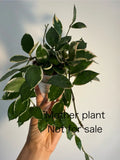 Hoya Lacunosa Asami Unrooted One Node Cutting - Variegated Indoor Plant for Propagation