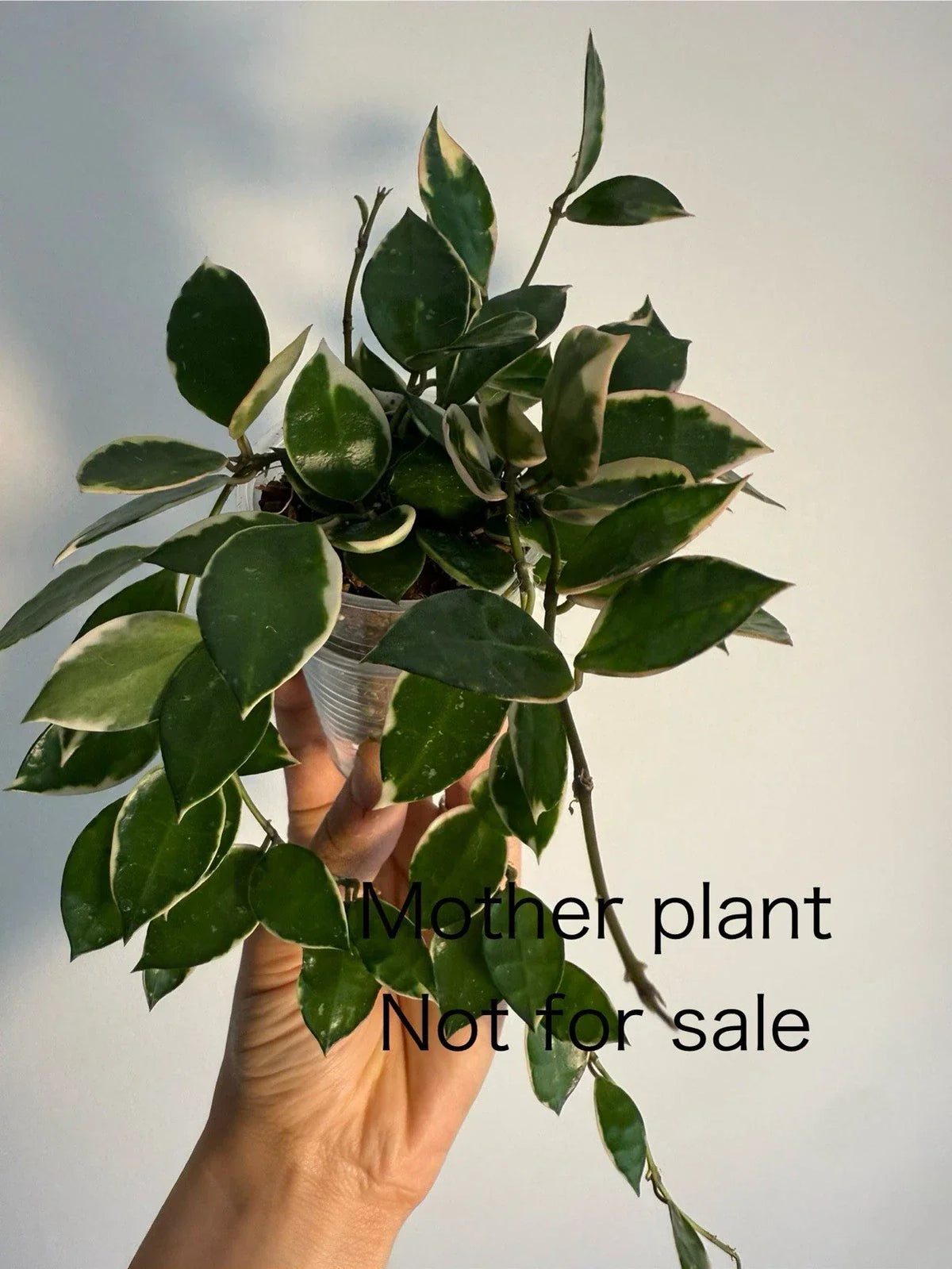 Hoya Lacunosa Asami Unrooted One Node Cutting - Variegated Indoor Plant for Propagation