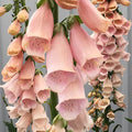 Apricot Beauty Foxglove Seeds | Non-GMO | Digitalis purpurea | Flowering Plant Seeds for Garden
