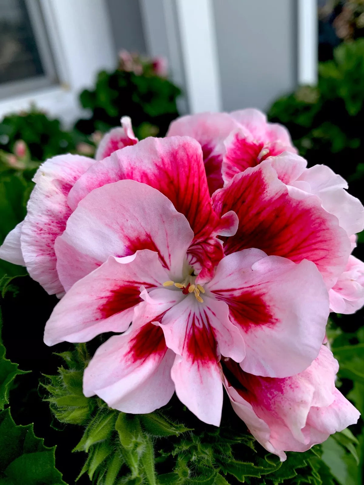 Geranium Starter Cuttings 2 Pack, White/Mahroon Perennial, No Root, Pelargonium spp.
