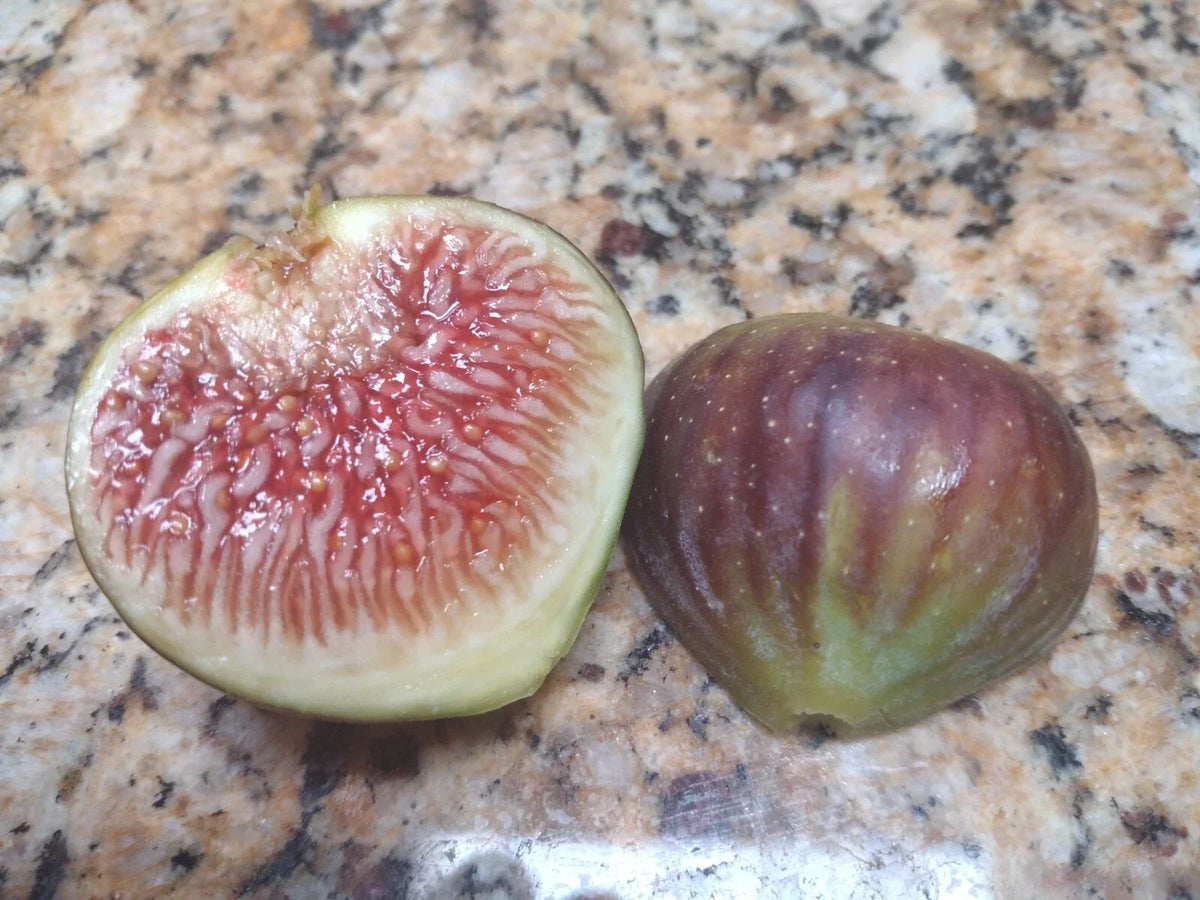 Amore Fig Tree Cuttings - 2 Tasty Fig Plant Cuttings - Ficus carica - Home Garden Fruit Plants