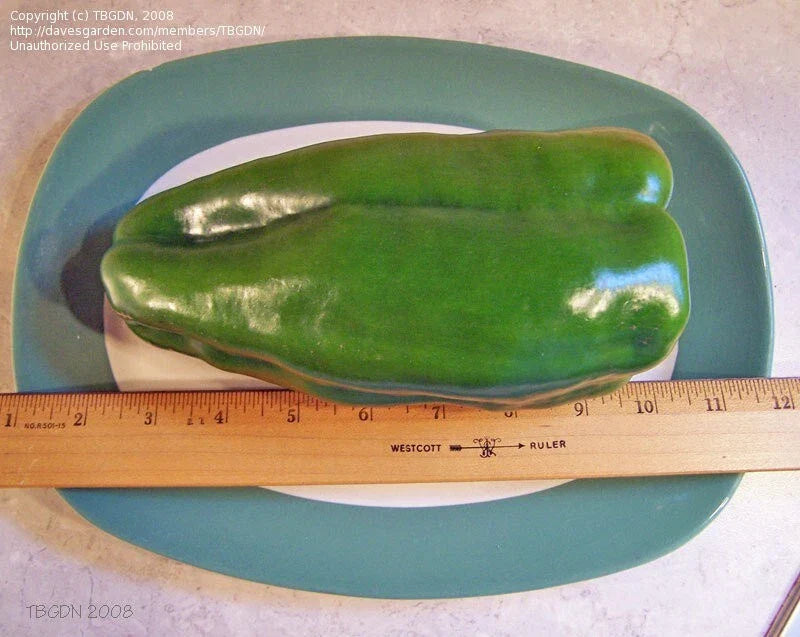 Big Bertha Sweet Pepper Seeds - 100+ Non-GMO Heirloom Seeds - Fresh Organic Gardening - Capsicum annuum