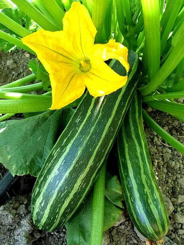 Cocozelle Zucchini Seeds - 1 Ounce, Non-GMO, Summer Squash, Cucurbita pepo, Striped Green Variety