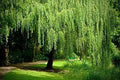 Weeping Willow Cuttings - 2 Bright Green Stems - Salix babylonica - Wisconsin Grown
