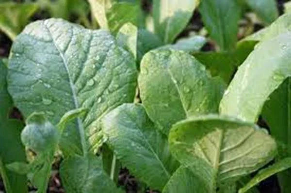 Mustard Greens Seeds, Tendergreen, Heirloom, Non-GMO, Brassica juncea, 100 Seeds, Leafy Green, Fast-Germinating
