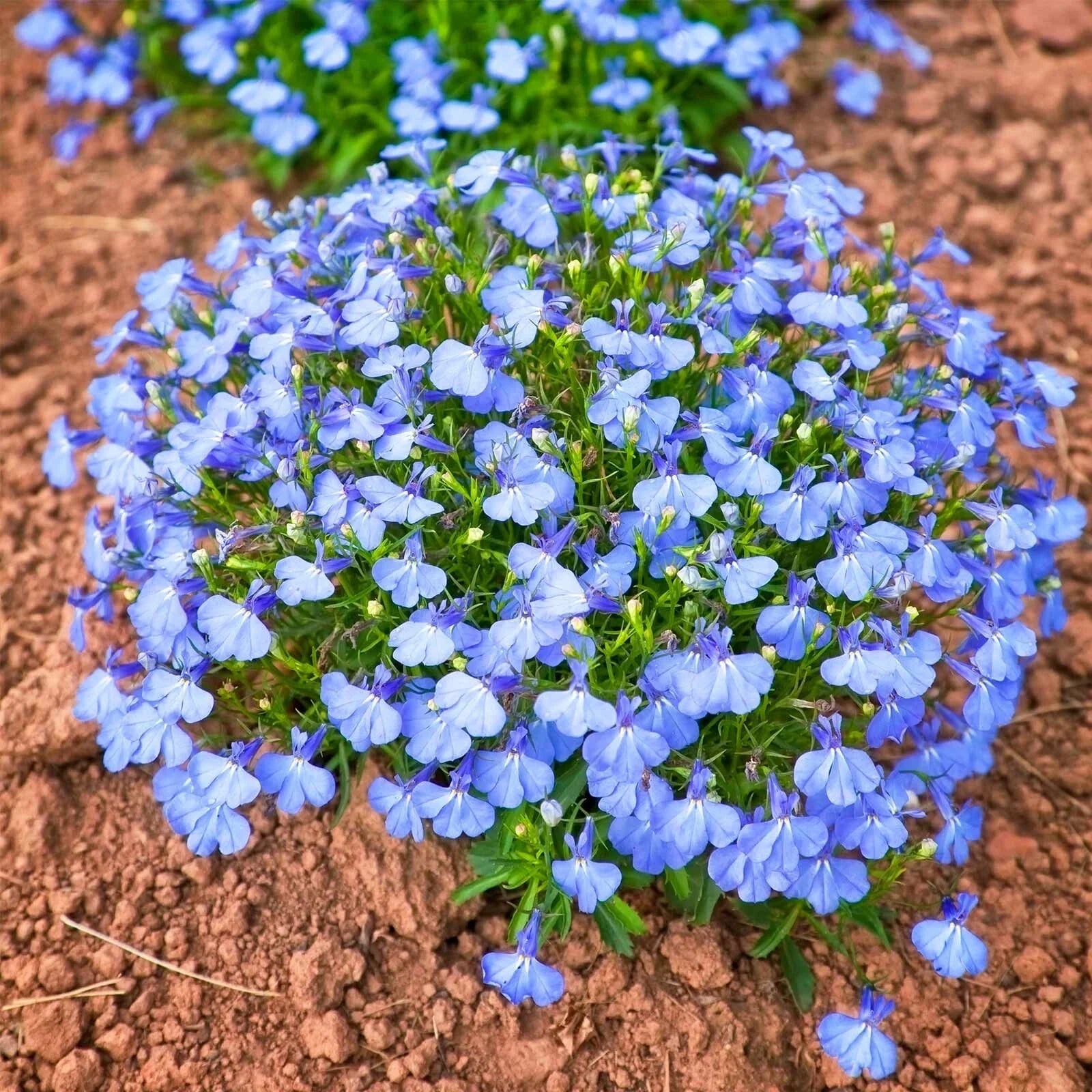 Lobelia Seeds 100 Seeds Cambridge Blue Annual Flower Seeds (Lobelia erinus)