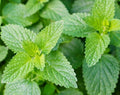 Catnip Seeds 1000+ Perennial Herb for Garden - Common Catnip (Nepeta cataria) - Kitty Meow