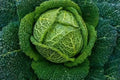 Savoy Perfection Cabbage Seeds - 1000+ Heirloom Non-GMO Fresh Seeds - Brassica oleracea var. capitata