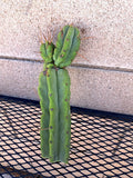 Cereus Bridge Cactus Cutting - 9.5" - Unique Variety - Cereus peruvianus