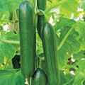 Ashley Long Cucumber Seeds - Heirloom, Organic, Non-GMO, Cucumis sativus, Long, Dark Green, Vining Seed Packet
