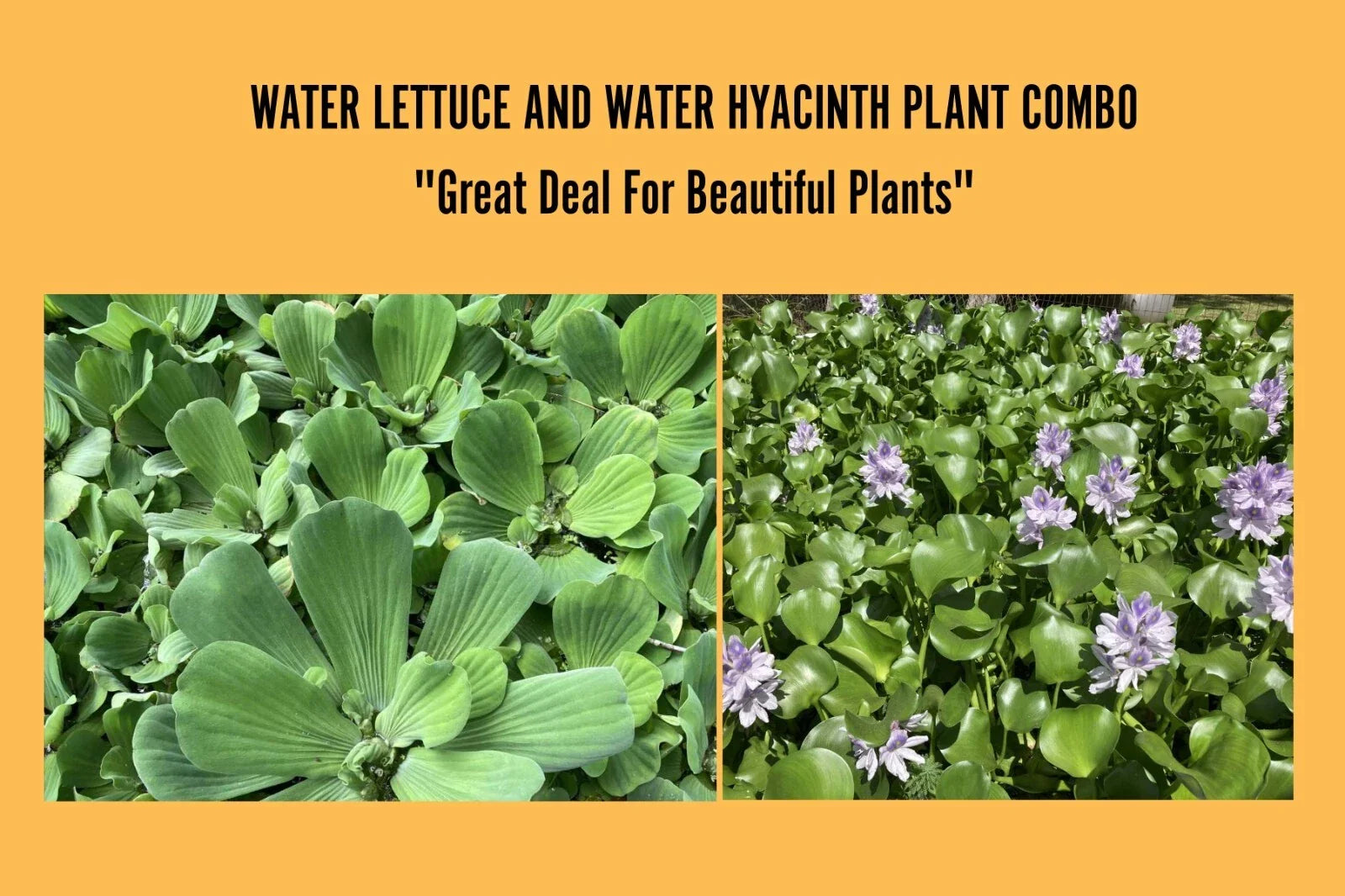Water Plants Set - 3 Medium Water Hyacinth & 3 Water Lettuce - Floating Live Aquatic Plants for Ponds (Eichhornia crassipes, Pistia stratiotes)