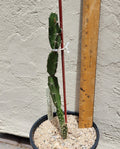 Live Rooted Triangle Cactus Plant - Acanthocereus Tetragonus - Florida Native, Drought-Tolerant, Indoor & Outdoor Garden