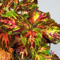 Coleus Seeds - 25+ Superfine Rainbow Multicolour Variety - Perfect for Garden - Free Shipping in USA - (Solenostemon scutellarioides)