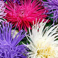 Aster Seeds - Crego Giant Mixture - Non-GMO Heirloom Flower Seeds for Gardens - Vibrant Colors, Pollinator-Friendly, Bulk Pack