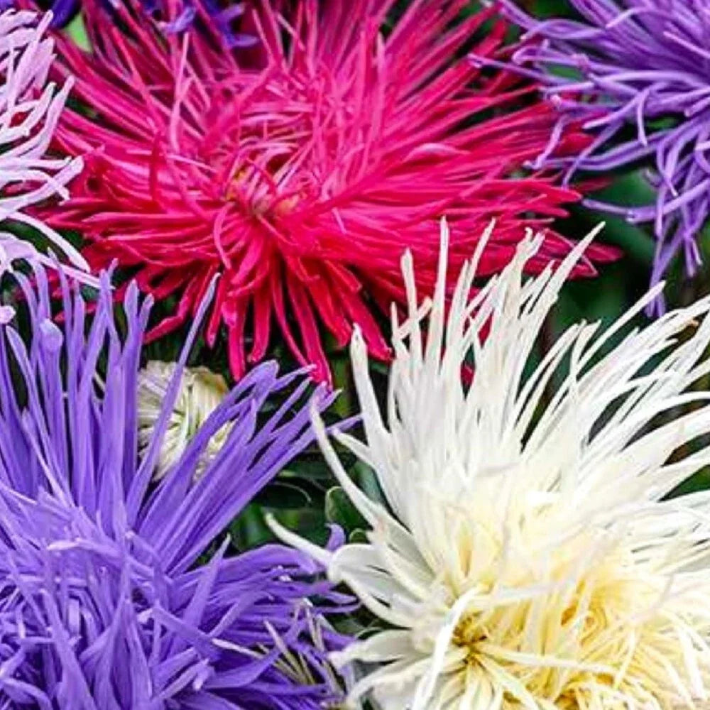 Aster Seeds - Crego Giant Mixture - Non-GMO Heirloom Flower Seeds for Gardens - Vibrant Colors, Pollinator-Friendly, Bulk Pack