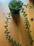 Hoya Engleriana Cutting - 4 Nodes - Rare Indoor Houseplant - Trailing Vine - Variegated Waxy Foliage