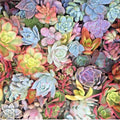 Mixed Succulent Cuttings 25 Pack Pastel Rosettes Red Jade Live Unrooted Plants