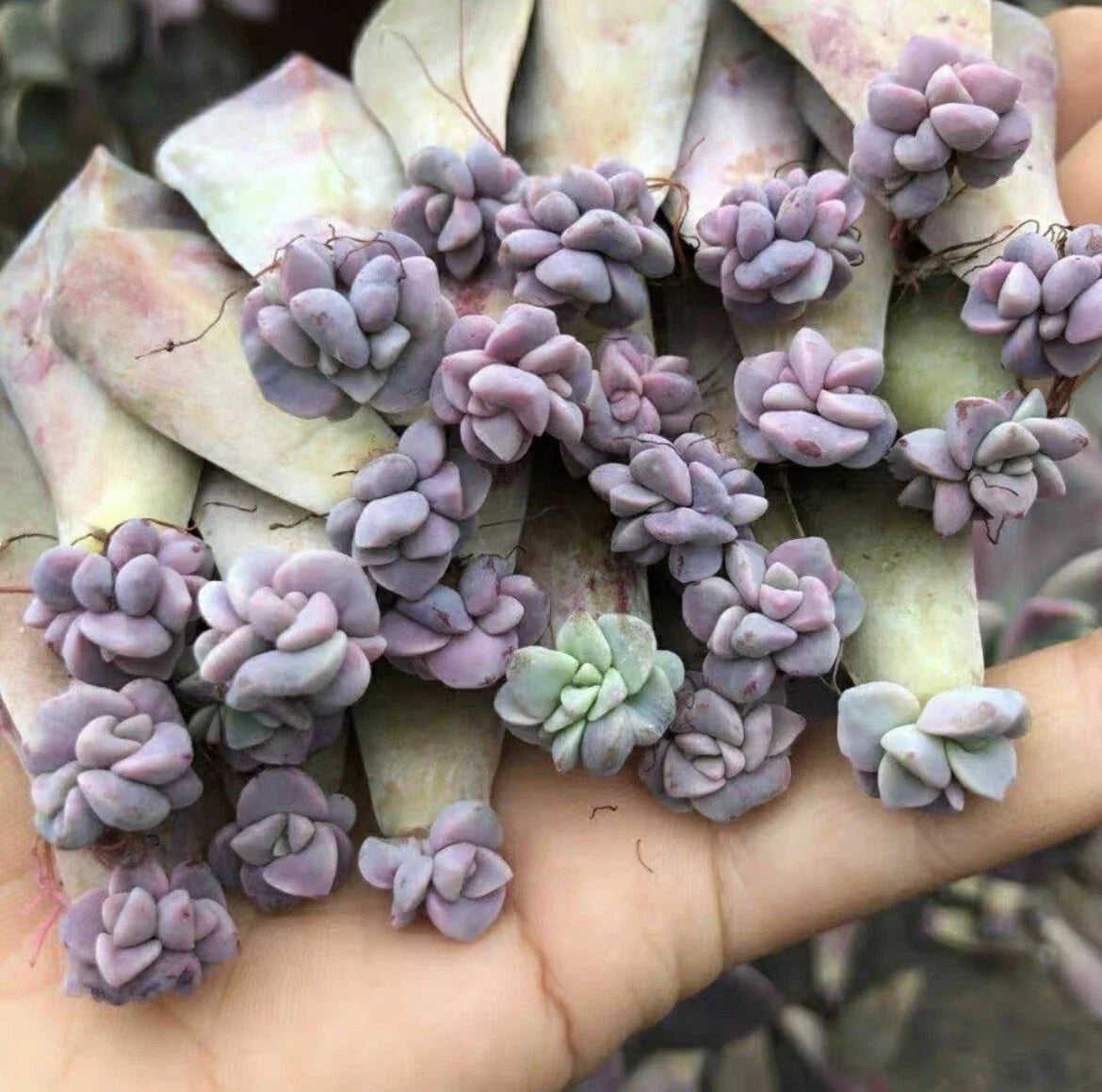 Assorted Leaf Rooted Succulent Plants - 20 Varieties - Unique Succulent Collection for Home and Garden Decor