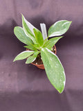 Philodendron White Princess Plant - Rooted 3" Pot - Rare Variegated Houseplant - Philodendron spp.