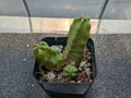 Echinocereus pentalophus Momotaro Bare-Root Cactus Cutting - 2 Inches Succulent for Indoor or Outdoor Garden