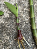 Yellow Spiral Ginger Rooted Cutting - Dimerocostus strobilaceous - Hawaii Grown, Tropical Plant for Home or Garden