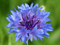 Bachelor's Buttons Seeds - 500 Blue Flowers - Bushy Variety - Centaurea cyanus - Garden Seeds for Borders & Cut Flowers