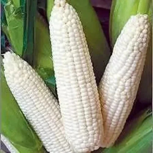 White Corn Seeds - 500+ Non-GMO Heirloom Organic Truckers Favorite Zea mays Seed Packet