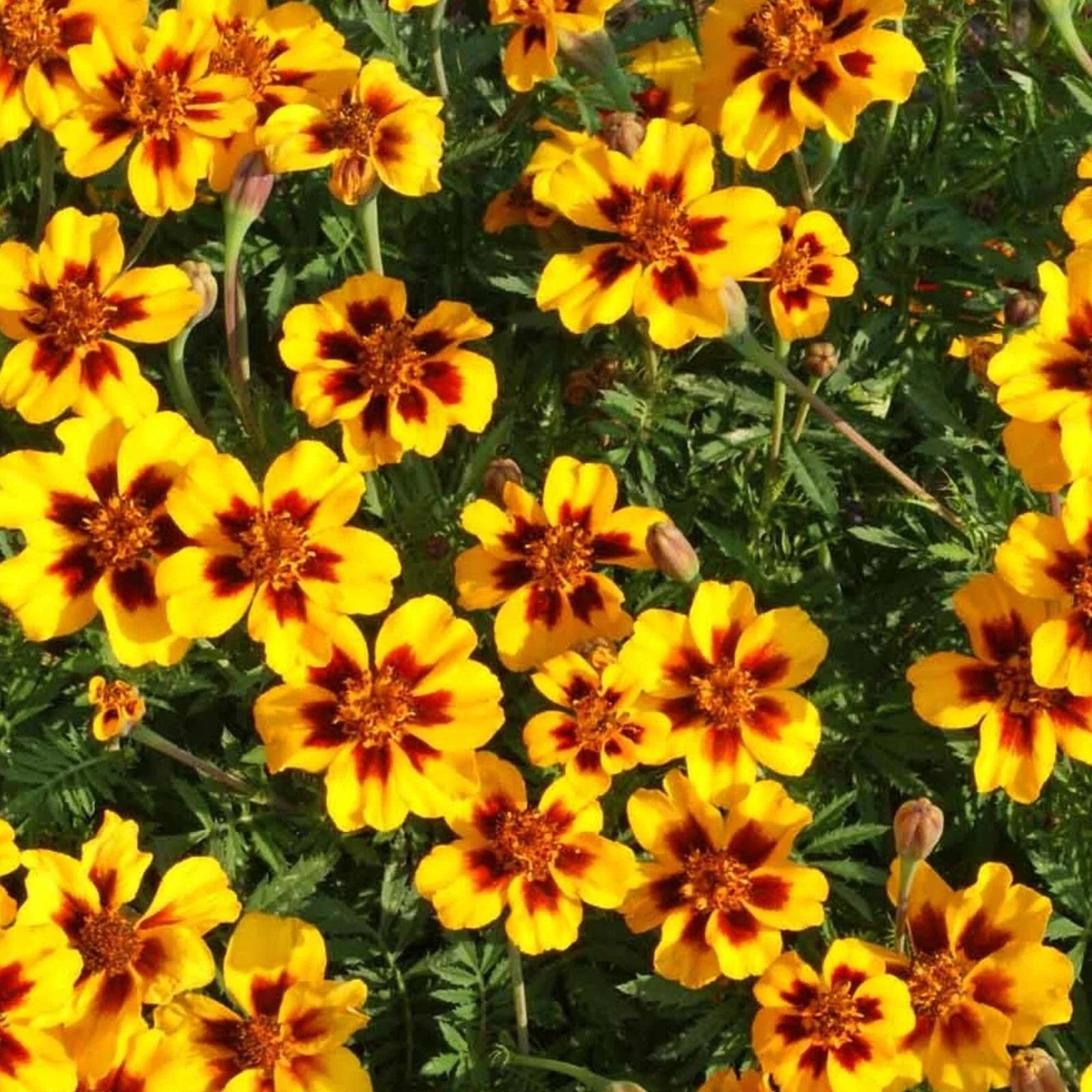 Dainty Marietta Marigold Seeds 150+ Dwarf Flower Seeds Tagetes Patula - USA Grown, Free Shipping