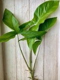 Rooted Arrowhead Vines - 15 Pack - Syngonium podophyllum - Indoor Houseplants for Home Decor, Easy Care Greenery