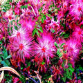 Pink Fairy Duster Tree Seeds - Mesquitella eriophylla Flowering Mimosa Plant, Drought-Tolerant, Rare Seeds, Xeriscape, Water-Wise Garden