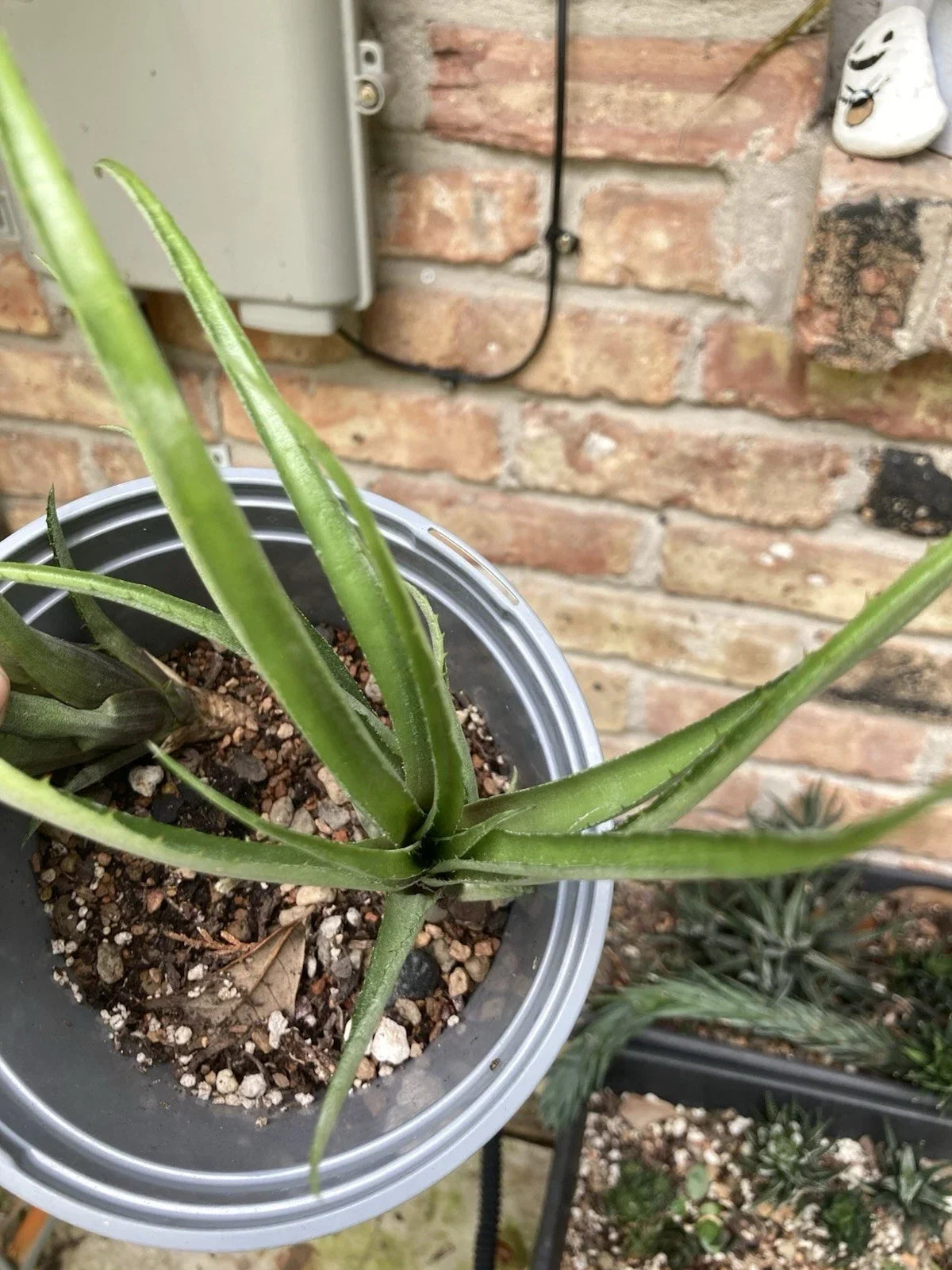 Aechmea Recurvata Bromeliad Rooted Cutting | Tropical Plant | Unique Foliage | Indoor/Outdoor Houseplant