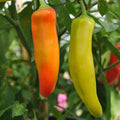 Hungarian Wax Hot Pepper Seeds - Non-GMO Capsicum annuum, Spicy Yellow Banana Pepper Seeds for Garden & Culinary Use