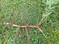 Moso Bamboo Roots - 6pc Live Hardy Bamboo Rhizomes - Phyllostachys edulis - Fast Growing Privacy Plant