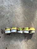 Rooted Sugarcane Cuttings - Tropical Live Plant for Garden or Container - Saccharum officinarum, Ready to Plant