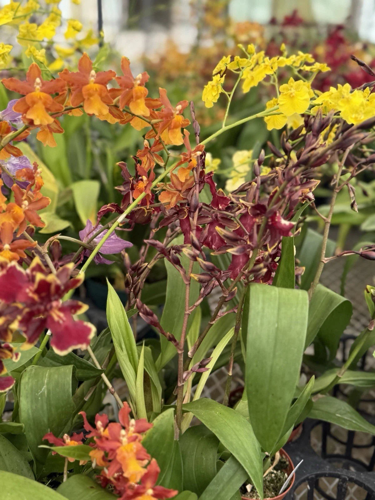 Orchid Plant Seedling 2" Pot Oncidium Variety No Tag Surprising Color