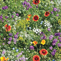 Beneficial Bug Wildflower Seed Mixture - Native Pollinator Plants for Bees & Butterflies - Eco-Friendly Garden Seeds