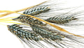 Einkorn Wheat Seeds - 200+ Organic Non-GMO Heirloom Triticum monococcum for Home Gardening