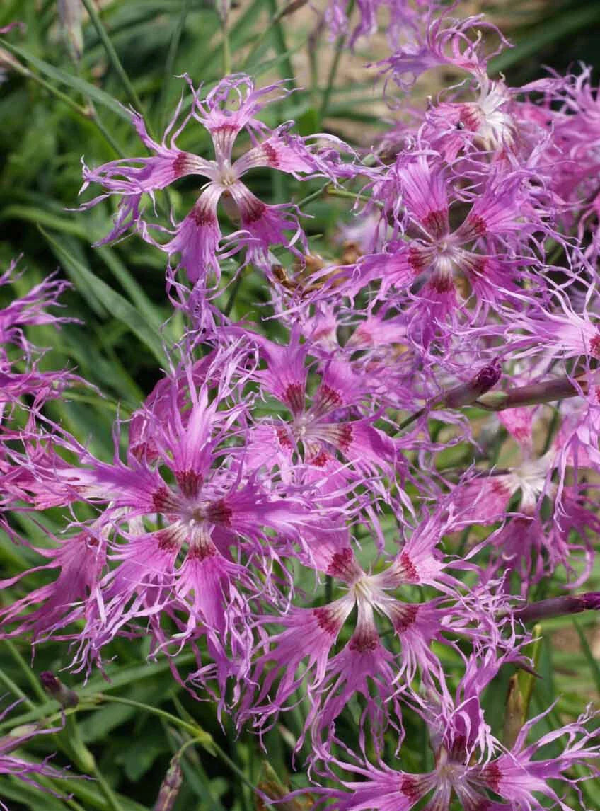 Sweet William Seeds - 500 Non-GMO Fragrant Heirloom Rainbow Loveness Dianthus Seeds for Colorful Garden Blooms