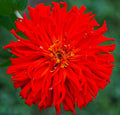 Red Giant Cactus Zinnia Seeds - 100+ Seeds - Zinnia elegans - Vibrant Red Flowers, Easy to Grow