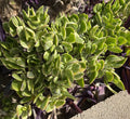 5 Cuttings Crassula Ovata Variegated Jade Lemon Lime Tri-Color Succulent Plant