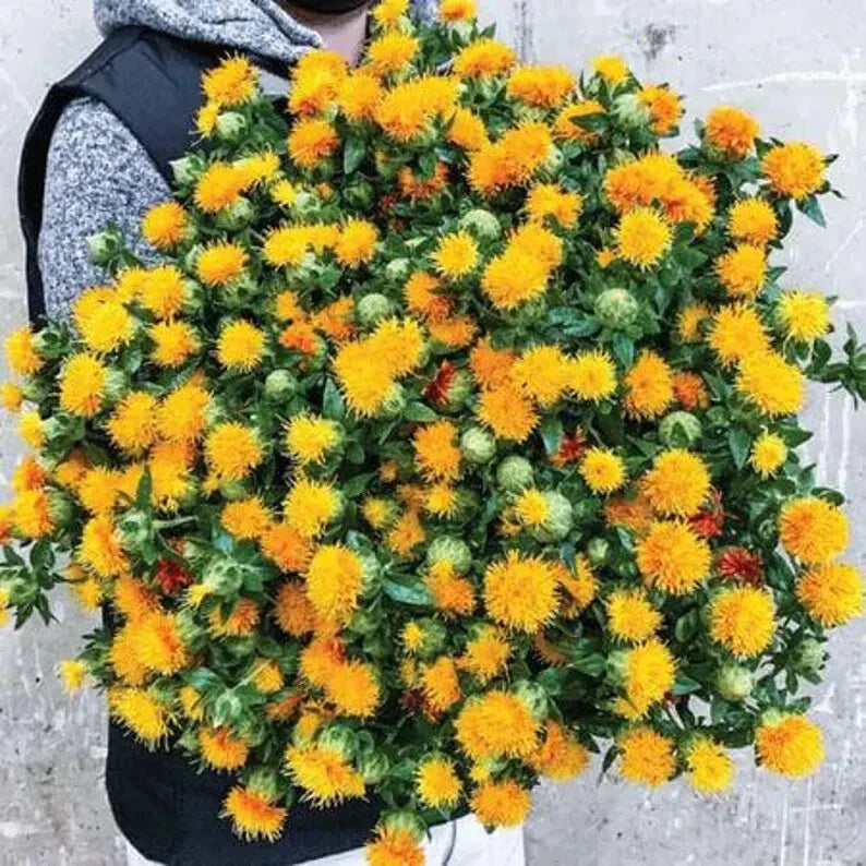 Zanzibar Carthamus Seeds - 20 Organic Seeds - USA Grown - Free Shipping