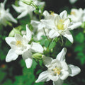 Columbine Seeds - Crystal Star Variety - Non-GMO - Aquilegia caerulea - Seed Store - Free Shipping