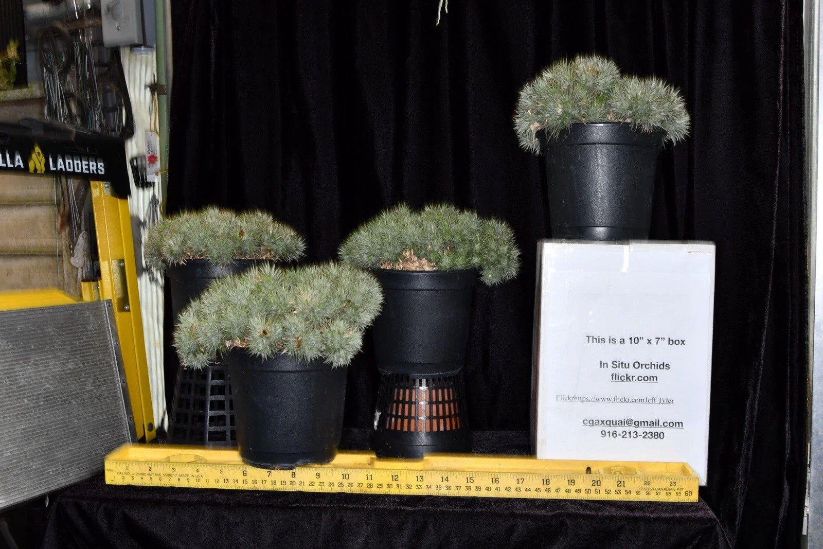 Deuterocohnia brevifolia Plant - Small Succulent - Hardy Greenhouse Variety - Ideal for Indoor Gardens