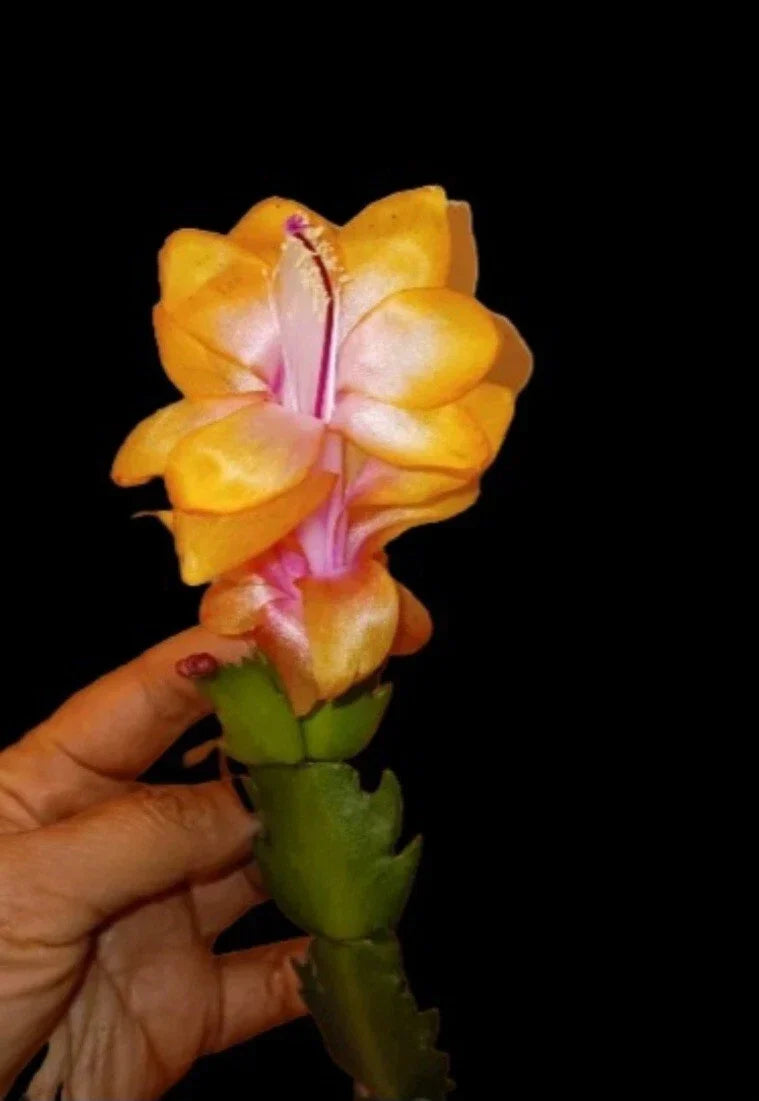Thanksgiving/Christmas Cactus Starter Plant - Golden "Bruxas Brasil" Schlumbergera truncata, Rare Indoor Plant