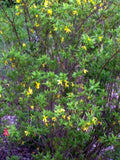 Forsythia Bush Cuttings Set of 12 Unrooted 6-8 Inches Yellow Flowering Shrub Forsythia x intermedia